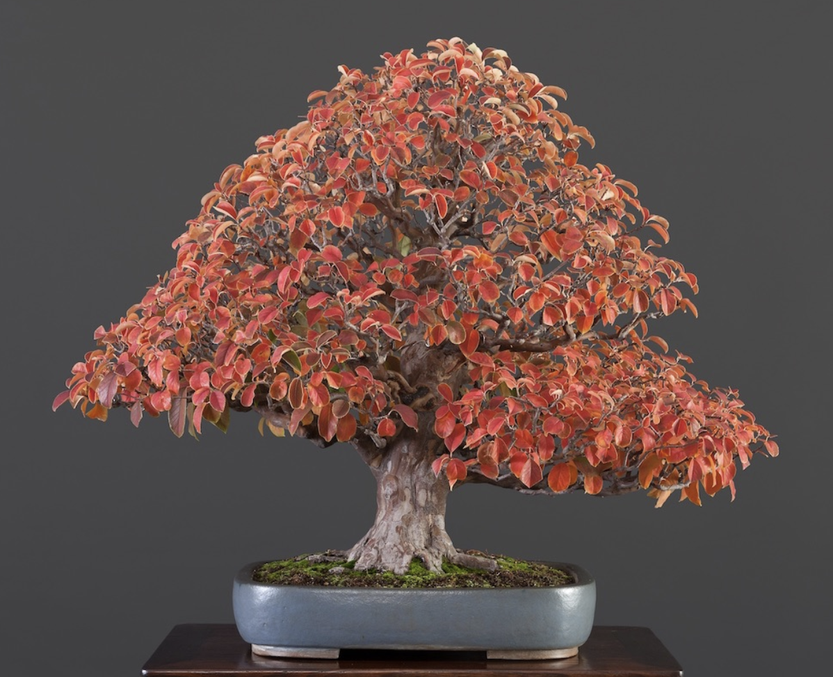 bonsai nft gcr